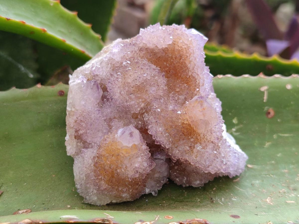 Natural Lilac Amethyst Spirit Clusters x 6 From Boekenhouthoek, South Africa