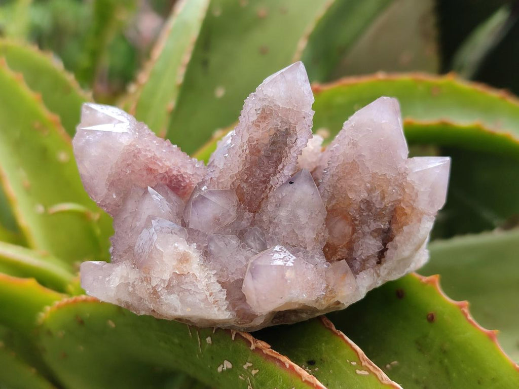 Natural Lilac Amethyst Spirit Clusters x 6 From Boekenhouthoek, South Africa