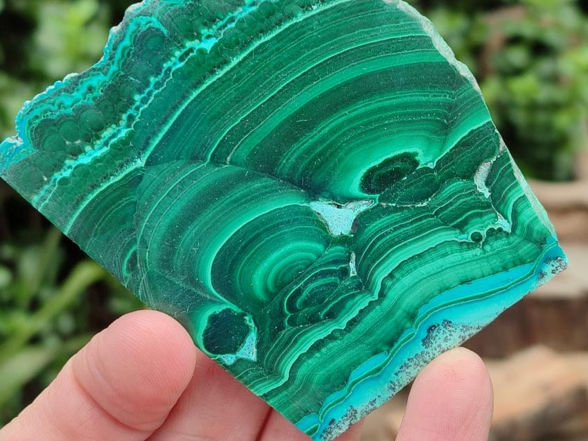 Polished Malacolla Slices x 6 From Kulukuluku, Congo