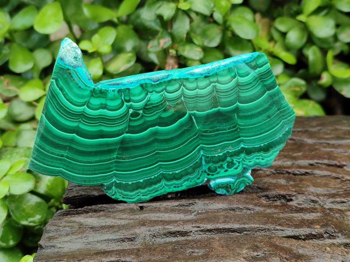 Polished Malacolla Slices x 6 From Kulukuluku, Congo