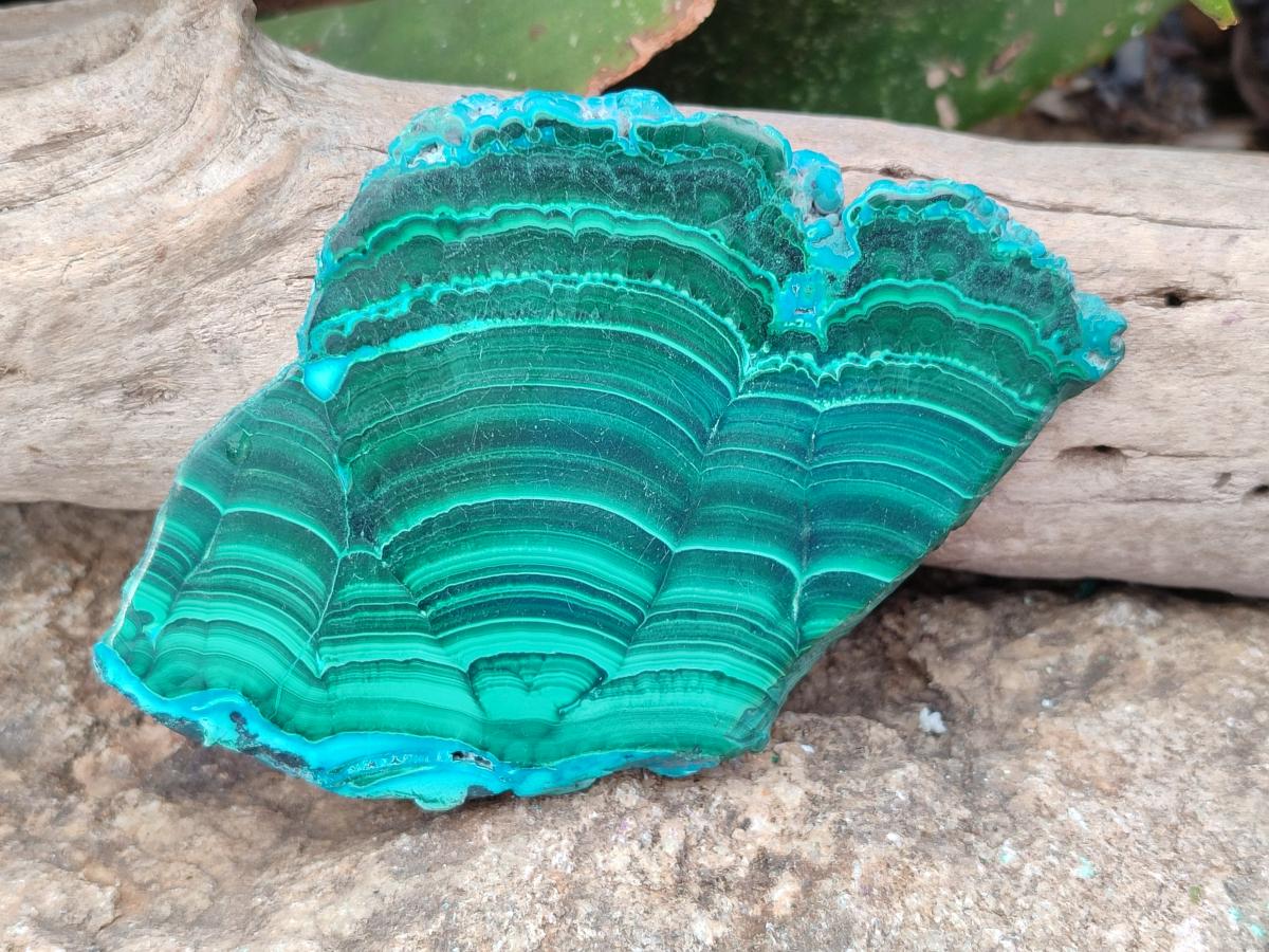 Polished Malacolla Slices x 6 From Kulukuluku, Congo