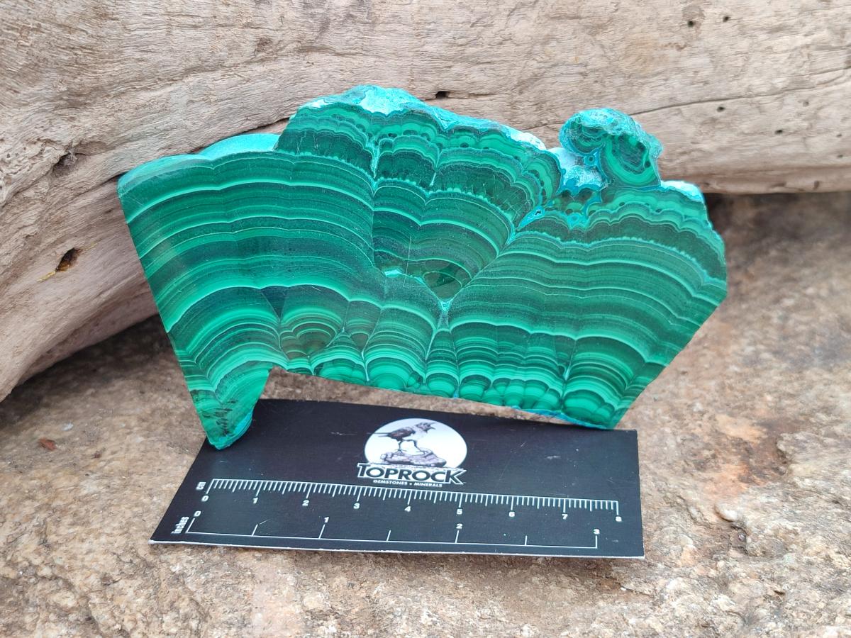 Polished Malacolla Slices x 6 From Kulukuluku, Congo