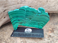 Polished Malacolla Slices x 6 From Kulukuluku, Congo