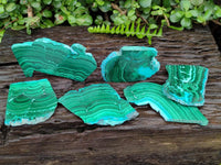 Polished Malacolla Slices x 6 From Kulukuluku, Congo