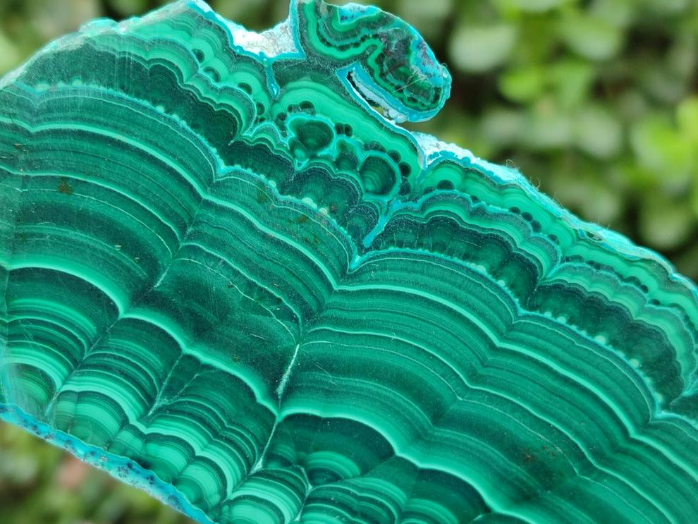 Polished Malacolla Slices x 6 From Kulukuluku, Congo