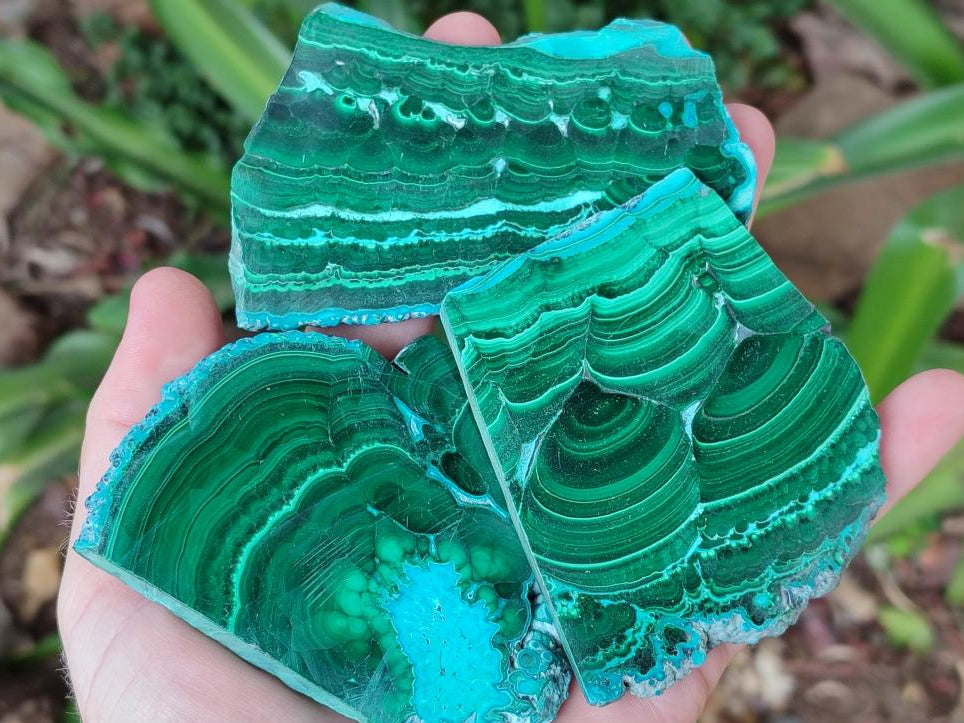 Polished Malacolla Slices x 6 From Kulukuluku, Congo