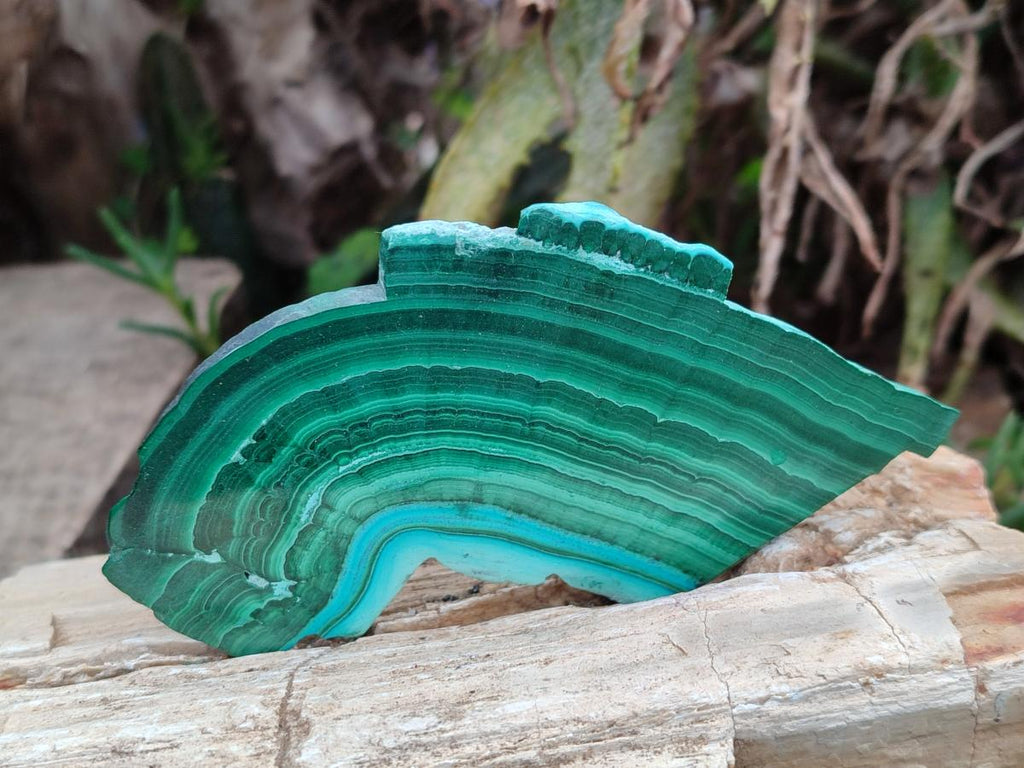 Polished Malacolla Slices x 6 From Kulukuluku, Congo