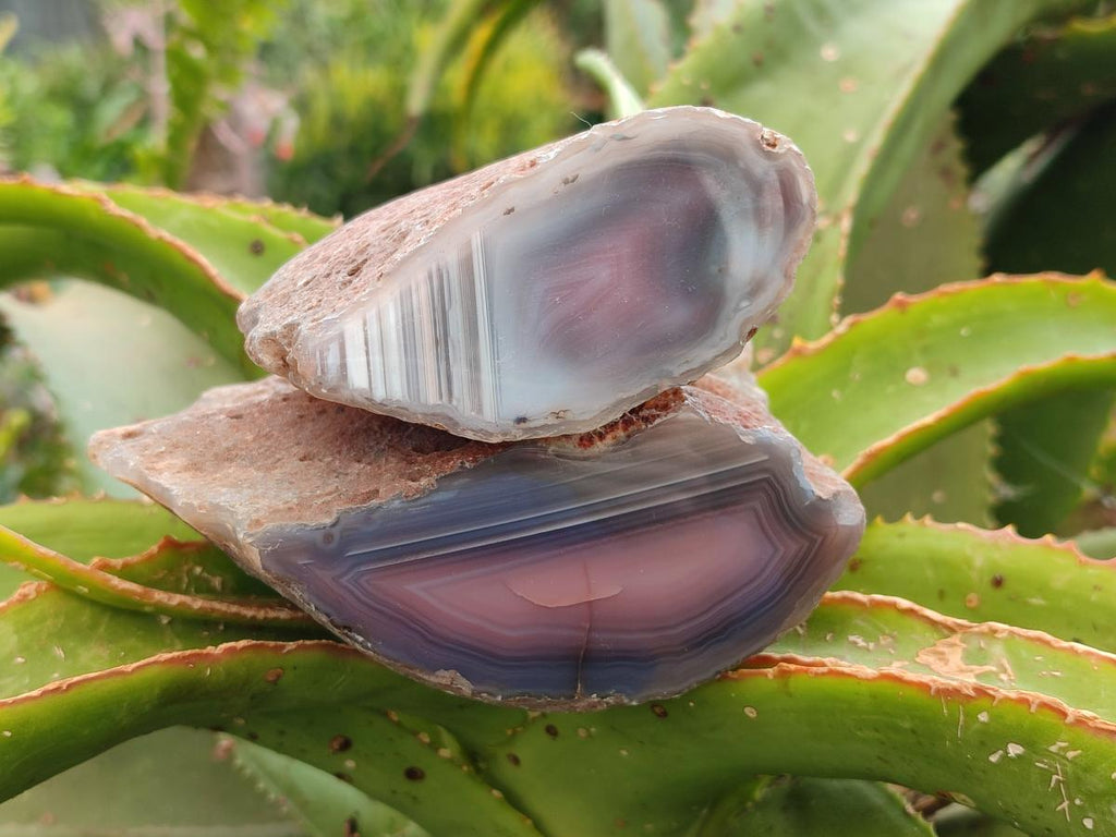 Polished On One Side Red Shashe River Agate Nodules x 4 From Shashe River, Zimbabwe
