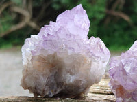 Natural Cactus Flower Amethyst Spirit Clusters x 12 From South Africa