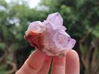 Natural Cactus Flower Amethyst Spirit Clusters x 12 From South Africa