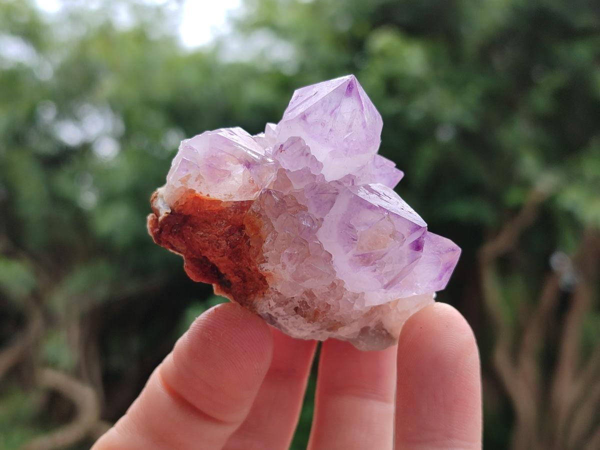 Natural Cactus Flower Amethyst Spirit Clusters x 12 From South Africa