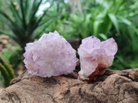 Natural Cactus Flower Amethyst Spirit Clusters x 12 From South Africa
