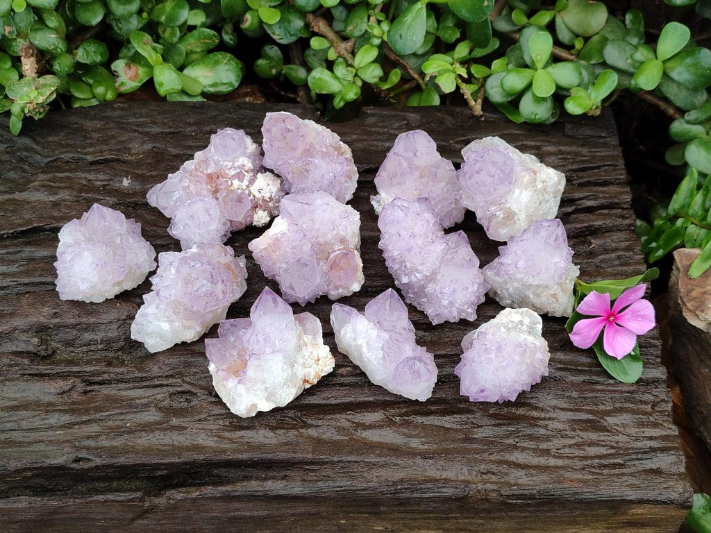 Natural Cactus Flower Amethyst Spirit Clusters x 12 From South Africa