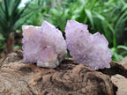 Natural Cactus Flower Amethyst Spirit Clusters x 12 From South Africa