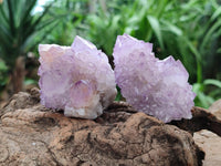 Natural Cactus Flower Amethyst Spirit Clusters x 12 From South Africa