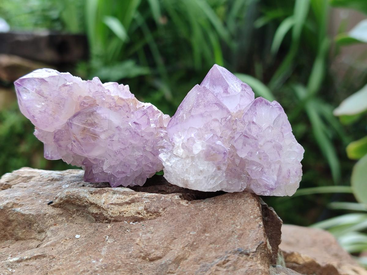 Natural Cactus Flower Amethyst Spirit Clusters x 12 From South Africa