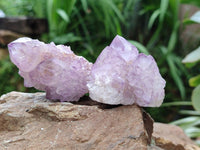 Natural Cactus Flower Amethyst Spirit Clusters x 12 From South Africa