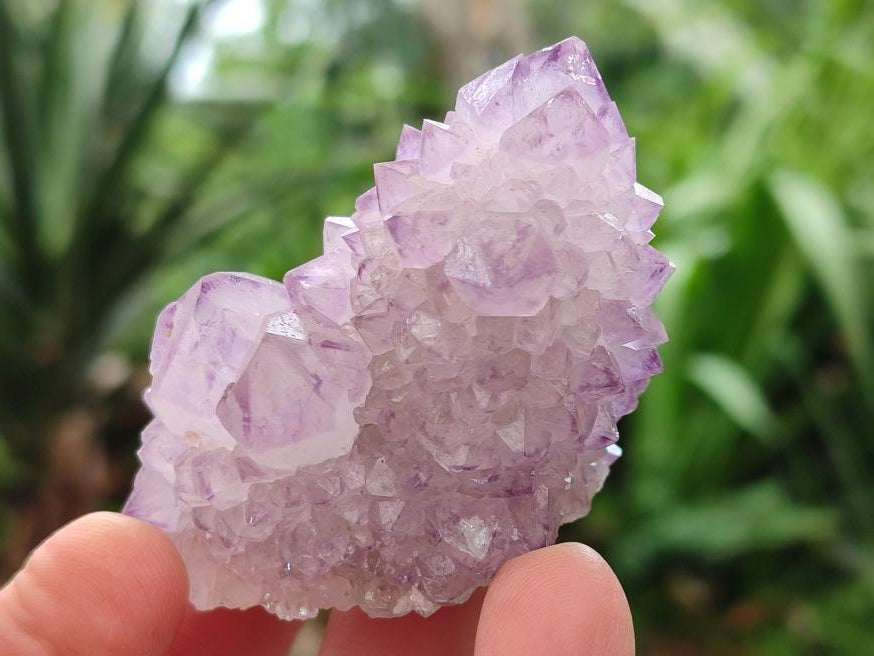 Natural Cactus Flower Amethyst Spirit Clusters x 12 From South Africa