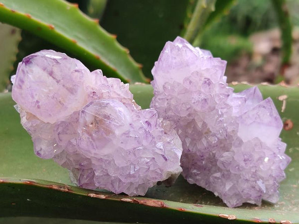Natural Cactus Flower Amethyst Spirit Clusters x 12 From South Africa