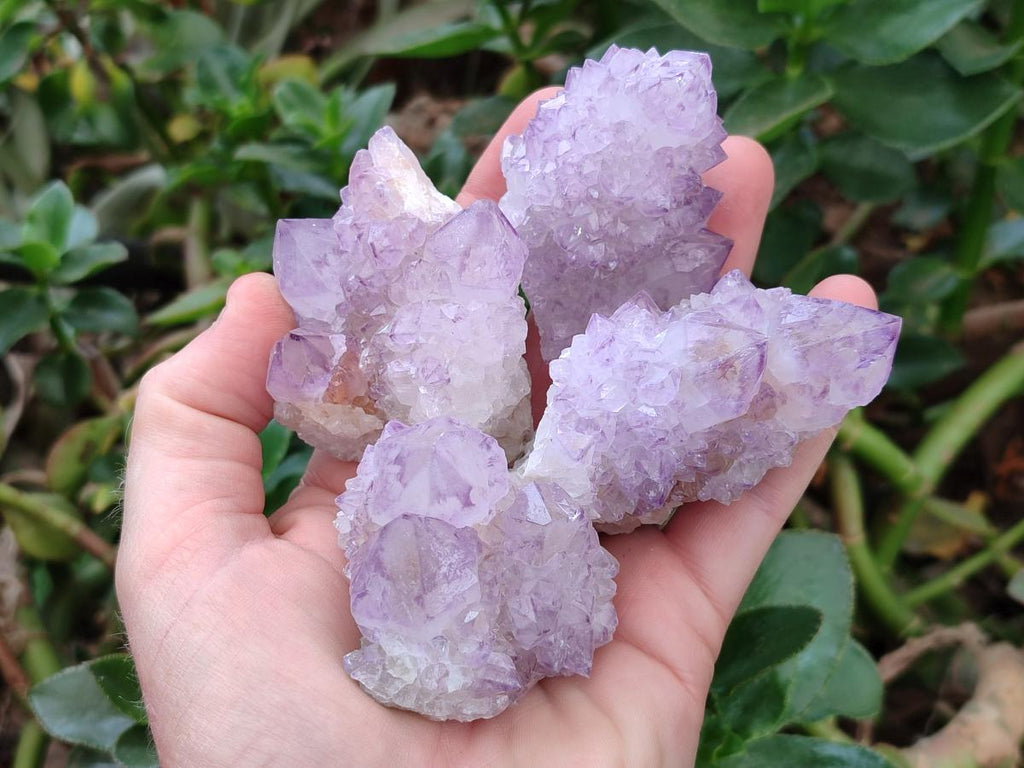 Natural Cactus Flower Amethyst Spirit Clusters x 12 From South Africa