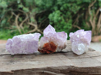 Natural Cactus Flower Amethyst Spirit Clusters x 12 From South Africa