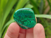 Polished Flower Banded Malachite Free Forms x 35 From Congo