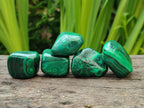 Polished Flower Banded Malachite Free Forms x 35 From Congo