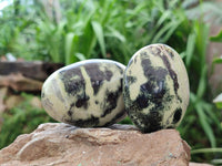 Polished Leopard Stone Free Forms x 12 From Zimbabwe