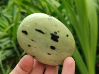 Polished Leopard Stone Free Forms x 12 From Zimbabwe