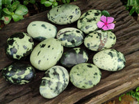 Polished Leopard Stone Free Forms x 12 From Zimbabwe