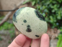 Polished Leopard Stone Free Forms x 12 From Zimbabwe