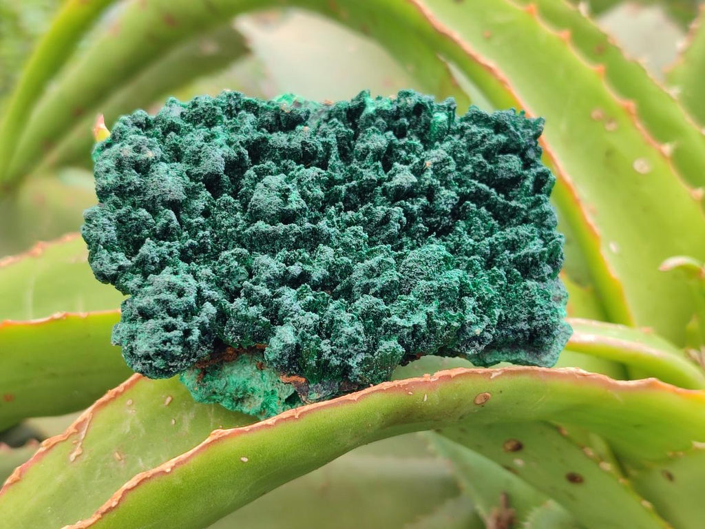 Natural Silky Malachite Specimens x 6 From Kasompe, Congo