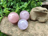 Polished Star Rose Quartz Spheres x 3 From Madagascar