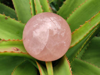 Polished Star Rose Quartz Spheres x 3 From Madagascar