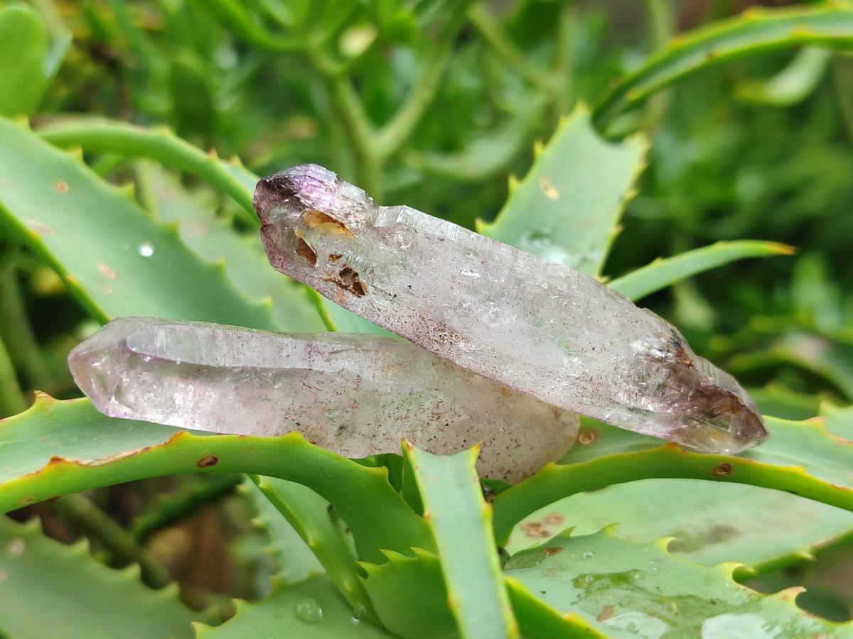 Natural Window Amethyst Crystals x 35 From Chiredzi, Zimbabwe