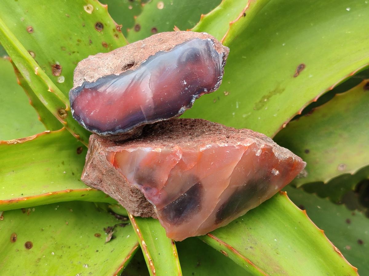 Polished On One Side Red Shashe River Agate Nodules x 12 From Shashe River, Zimbabwe