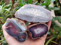 Polished On One Side Red Shashe River Agate Nodules x 12 From Shashe River, Zimbabwe