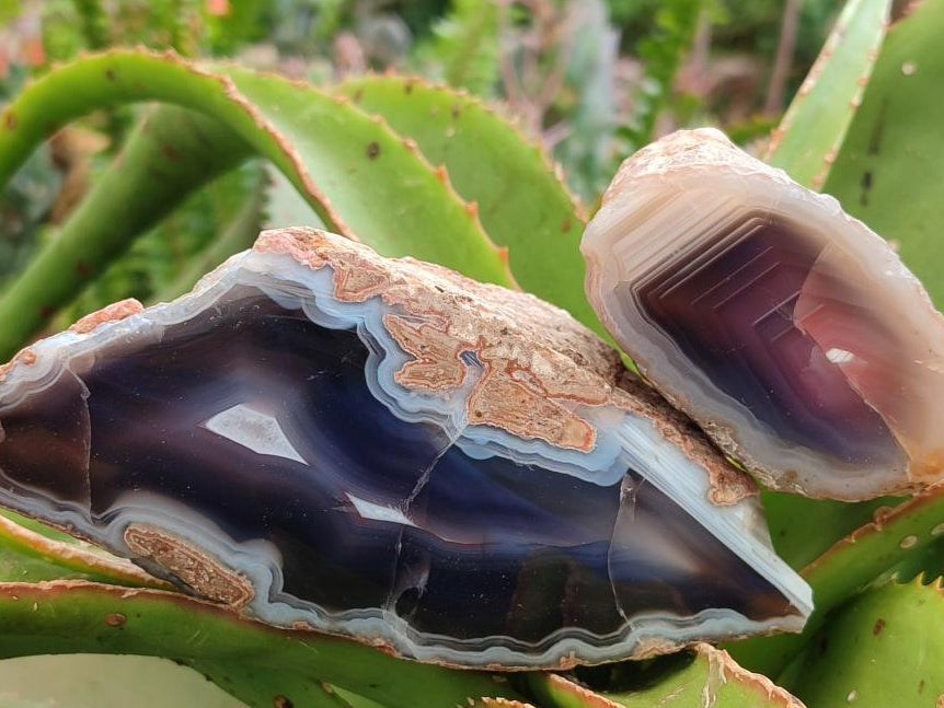 Polished On One Side Red Shashe River Agate Nodules x 12 From Shashe River, Zimbabwe