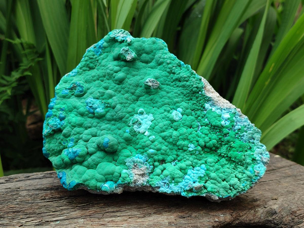 Natural Malachite Malacolla Botryoidal Chrysocolla Specimens x 2 From Kulukuluku, Congo