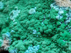 Natural Malachite Malacolla Botryoidal Chrysocolla Specimens x 2 From Kulukuluku, Congo