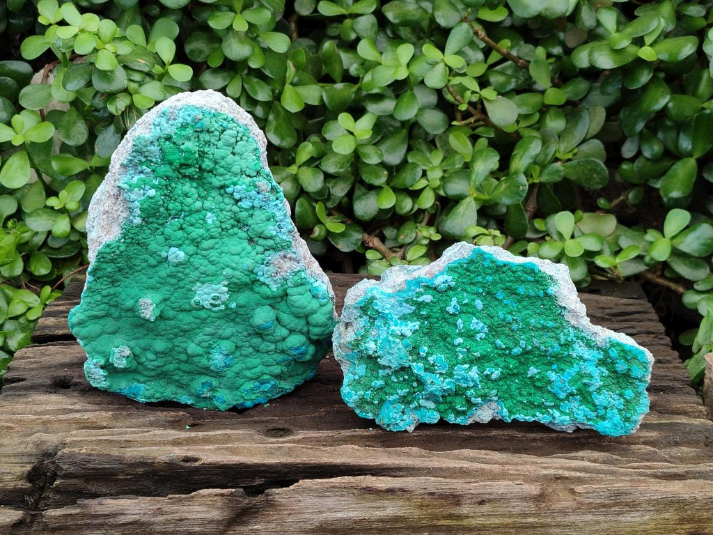 Natural Malachite Malacolla Botryoidal Chrysocolla Specimens x 2 From Kulukuluku, Congo