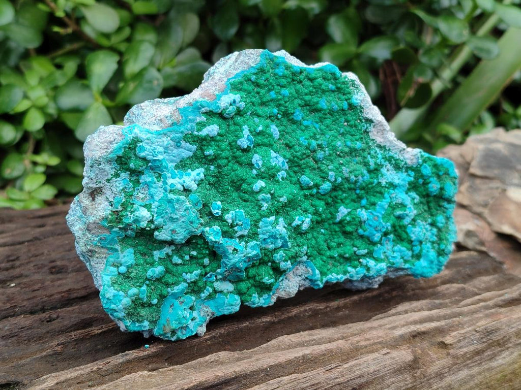 Natural Malachite Malacolla Botryoidal Chrysocolla Specimens x 2 From Kulukuluku, Congo