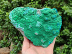 Natural Malachite Malacolla Botryoidal Chrysocolla Specimens x 2 From Kulukuluku, Congo
