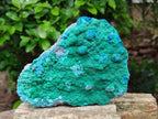 Natural Malachite Malacolla Botryoidal Chrysocolla Specimens x 2 From Kulukuluku, Congo