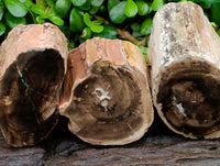 Polished On One Side Petrified Wood Branches x 3 From Gokwe, Zimbabwe