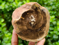 Polished On One Side Petrified Wood Branches x 3 From Gokwe, Zimbabwe