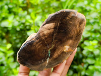 Polished On One Side Petrified Wood Branches x 3 From Gokwe, Zimbabwe
