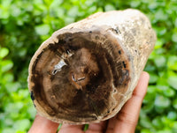 Polished On One Side Petrified Wood Branches x 3 From Gokwe, Zimbabwe