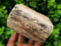 Polished On One Side Petrified Wood Branches x 3 From Gokwe, Zimbabwe