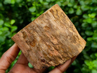 Polished On One Side Petrified Wood Branches x 3 From Gokwe, Zimbabwe